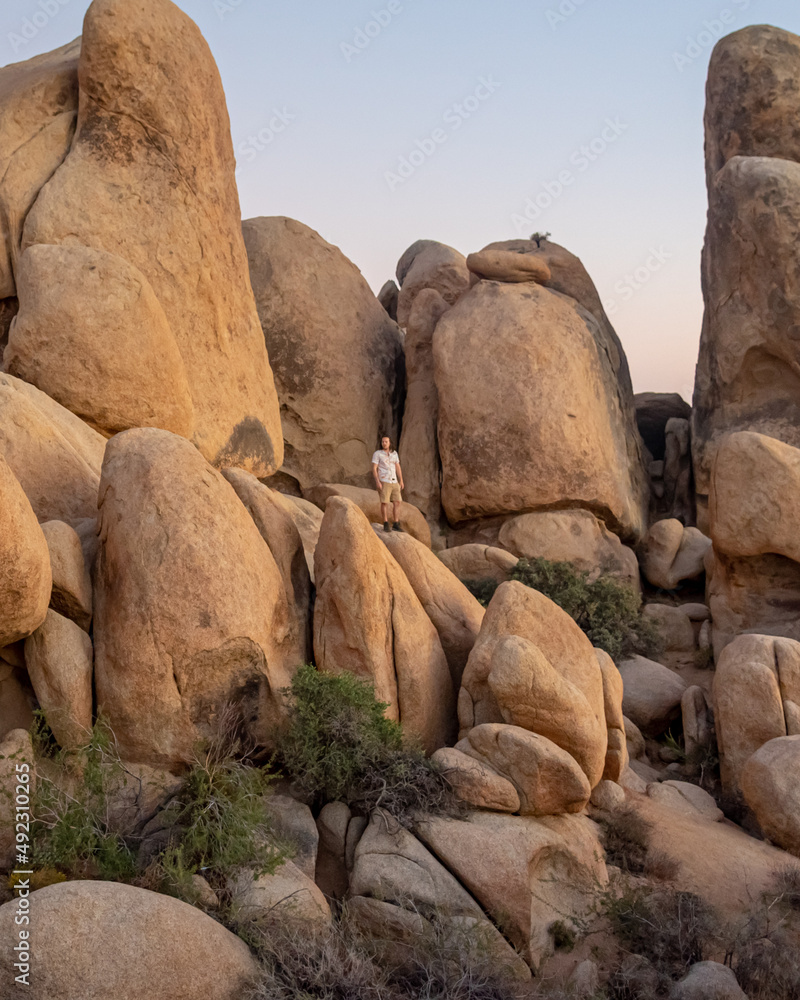 Incredible nature setting in Joshua Tree National Park at sunset with pink, purple, blue gradient dusk sky. Tourist, hiker in view. Incredible nature setting in Joshua Tree National Park at sunset with pink, purple, blue gradient dusk sky. Tourist, hiker in view.