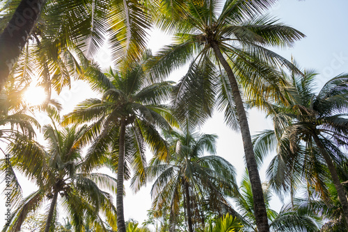 coconut trees against the sun