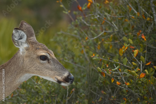 Right Side Close-up of Female White Tail Dear Facing Colorful Shrubs in St Andrews State Park in Panama City, Florida, USA