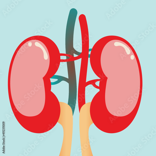 diagram of the human kidneys