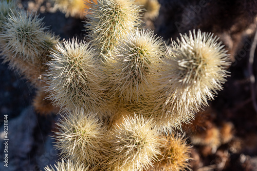 Close up of Cholla Cactus