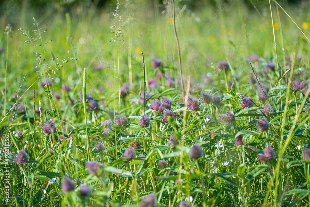 Trifolium flowers blooming in a wild field. Small purple bloom closeup in a green meadow. Clover growing in Lithuania. Selective focus on the details, blurred background. Trifolium flowers blooming in a wild field. Small purple bloom closeup in a green meadow. Clover growing in Lithuania. Selective focus on the details, blurred background.