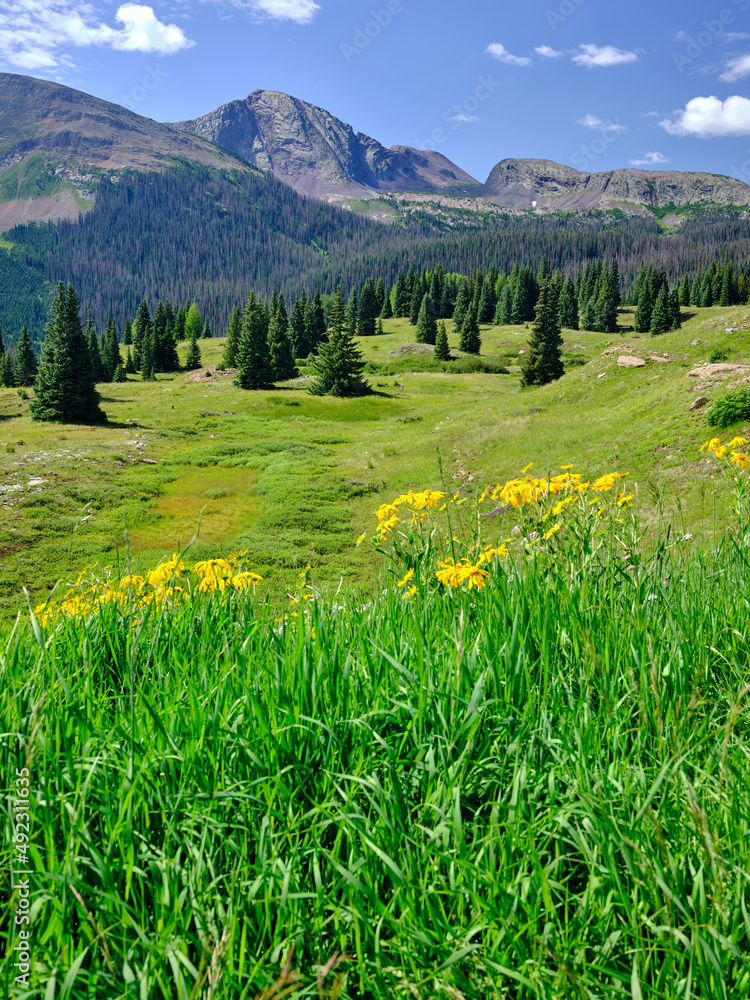 Wildflowers in the foreground with the San Juan Mountains in the background