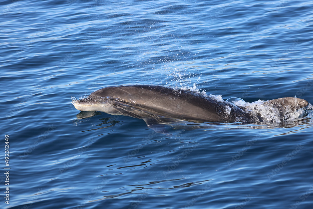 Obraz premium dolphin in the water