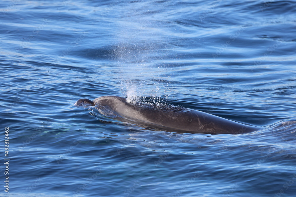 dolphin in the waterBottlenose Dolphin, Pacific Ocean, Dana Point, California
