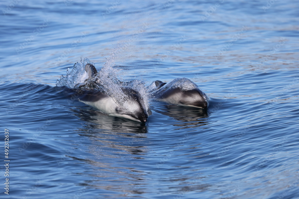 Fototapeta premium pair of dolphins