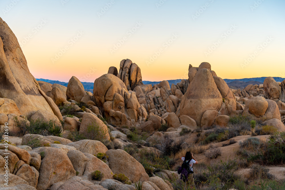 Incredible sunset landscape in Joshua Tree National Park with gradient orange and blue panoramic sky in fall, autumn. 