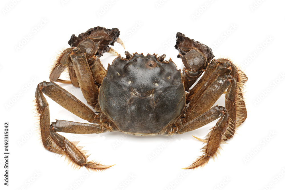 Crab isolated in white background Crab isolated in white background