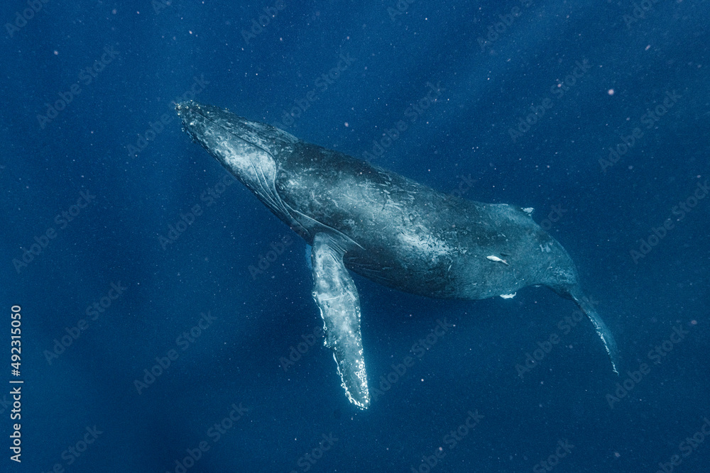 Fototapeta premium Humpback whale