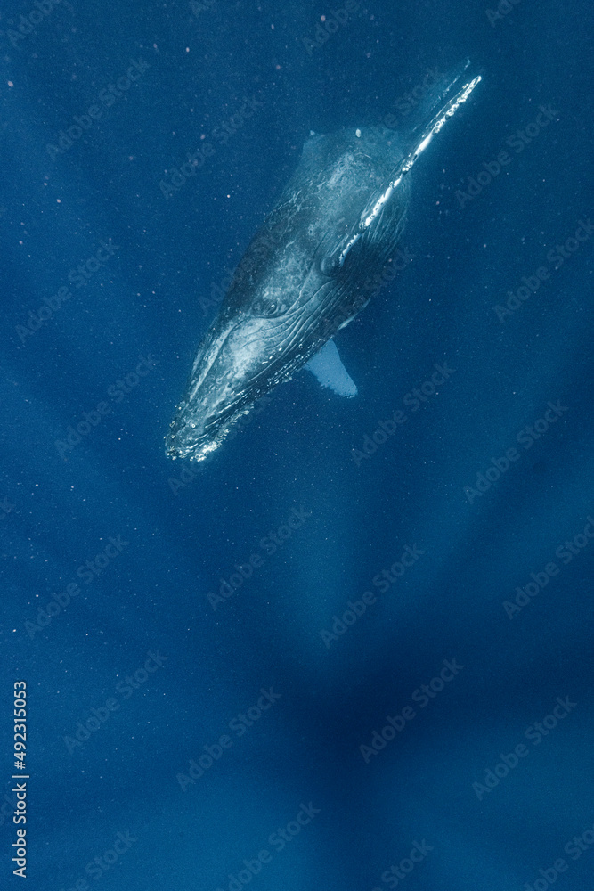 Fototapeta premium Humpback whale