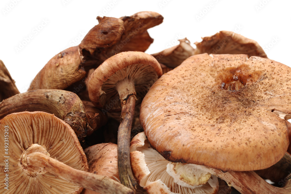 Fototapeta premium Hazel mushroom on white background .