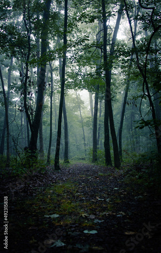 A fogy morning in a Missouri forest