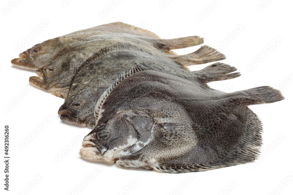 Turbot fish on white background