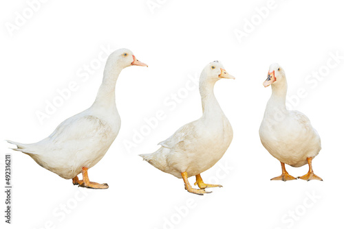 group white pekin ducks isolated on white background. diary duck cut out