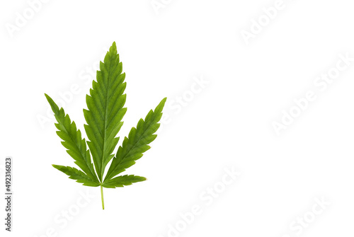 Marijuana green leaf isolated on white