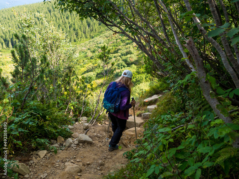 Woman with backpack and sticks tackling the steep and extremely rugged descent from top of the mountain of the Chornogora ridge. View near the highest Ukrainian Carpathian mount Hoverla Ukraine Woman with backpack and sticks tackling the steep and extremely rugged descent from top of the mountain of the Chornogora ridge. View near the highest Ukrainian Carpathian mount Hoverla Ukraine