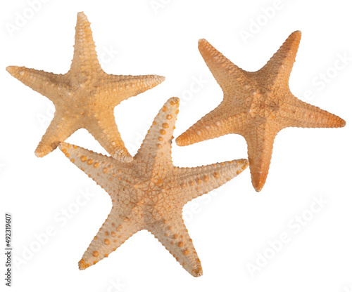 Group of seashell starfish top view isolated on white background with clipping path
