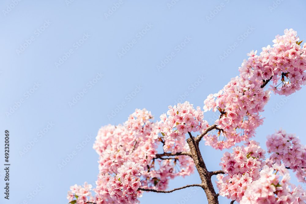 河津桜　満開