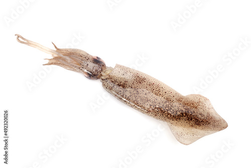 Fresh squid isolated on white background 