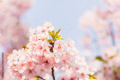 河津桜　満開 © fannrei