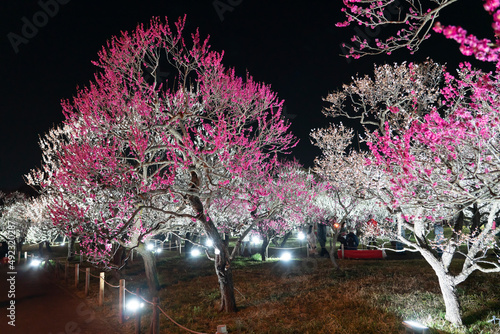 Fotobehang 郷土の森梅園・ライトアップ