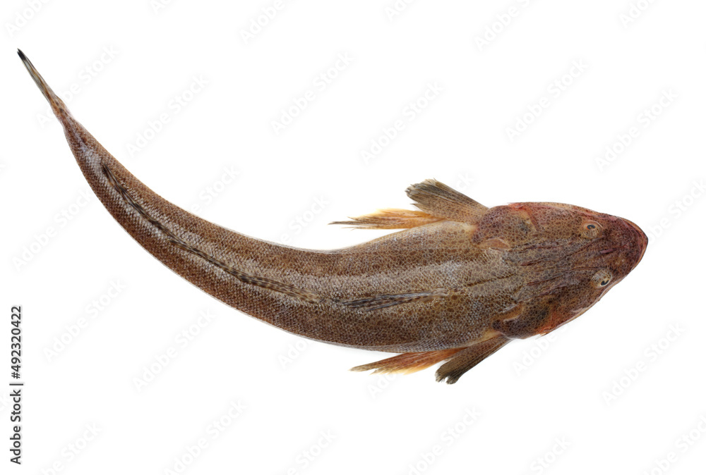 Obraz premium raw fishes on a white background
