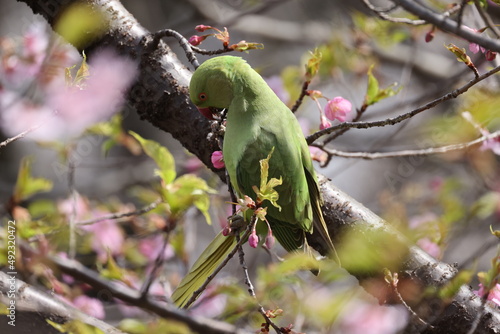 桜の木の中で遊んでいるホンセイインコの写真