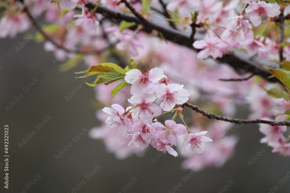ちょっと早起きの桜の写真