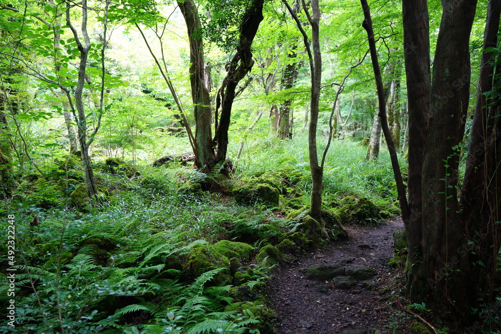 mossy rocks and old trees in thick wild forest mossy rocks and old trees in thick wild forest