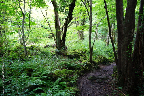 mossy rocks and old trees in thick wild forest
