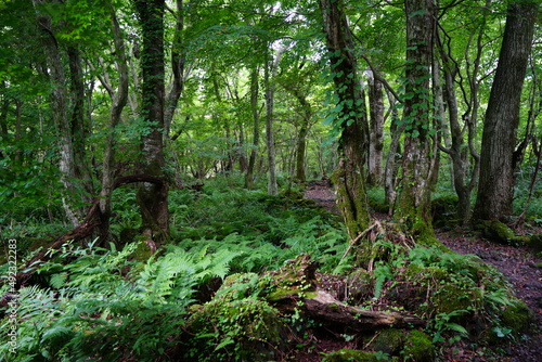 mossy rocks and old trees in thick wild forest © SooHyun