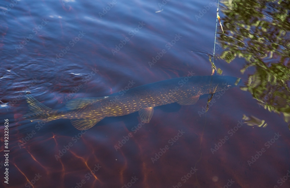 Fototapeta premium fish swimming in the water