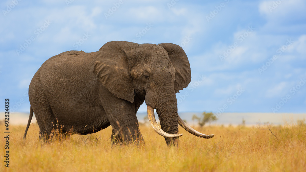 A Big bull African elephant with blue sky background