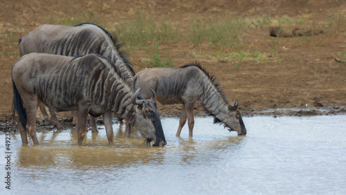 the Blue wildebeest drinking water