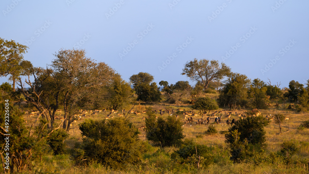 a large herd of impala grazing in golden light