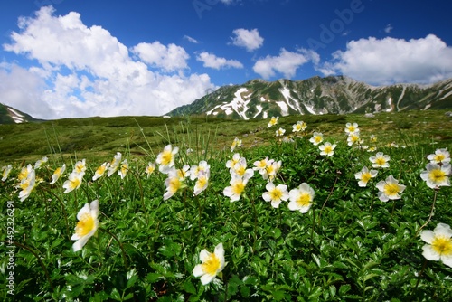北アルプス 立山連峰に咲き誇るチングルマ © sada