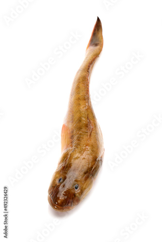 fresh flathead fish on white background photo