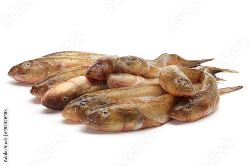 fresh flathead fish on white background