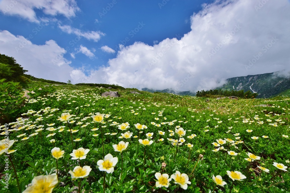 北アルプス 立山連峰に咲き誇るチングルマ