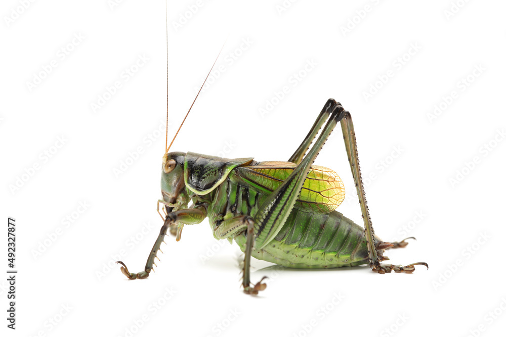 Fototapeta premium grasshopper on white background