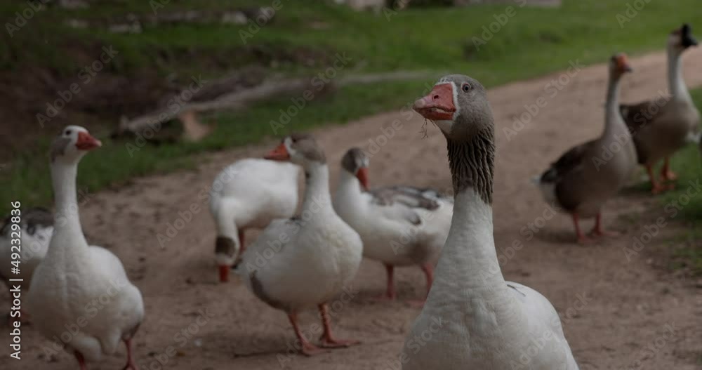 Free range ducks walking down a country farm road Free range ducks walking down a country farm road