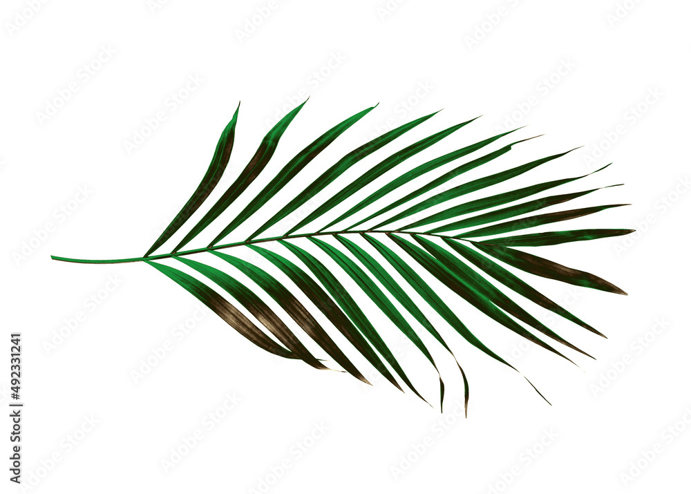 Fototapeta premium Green leaf of palm tree isolated on white background
