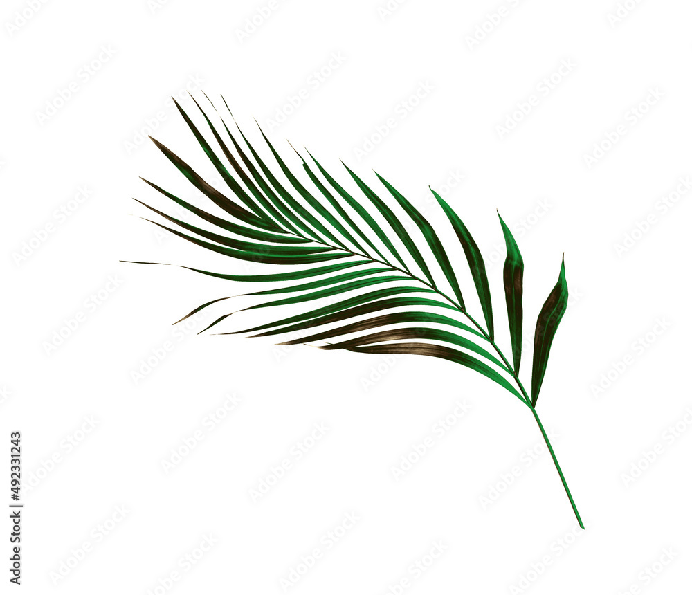 Green leaf of palm tree isolated on white background Green leaf of palm tree isolated on white background