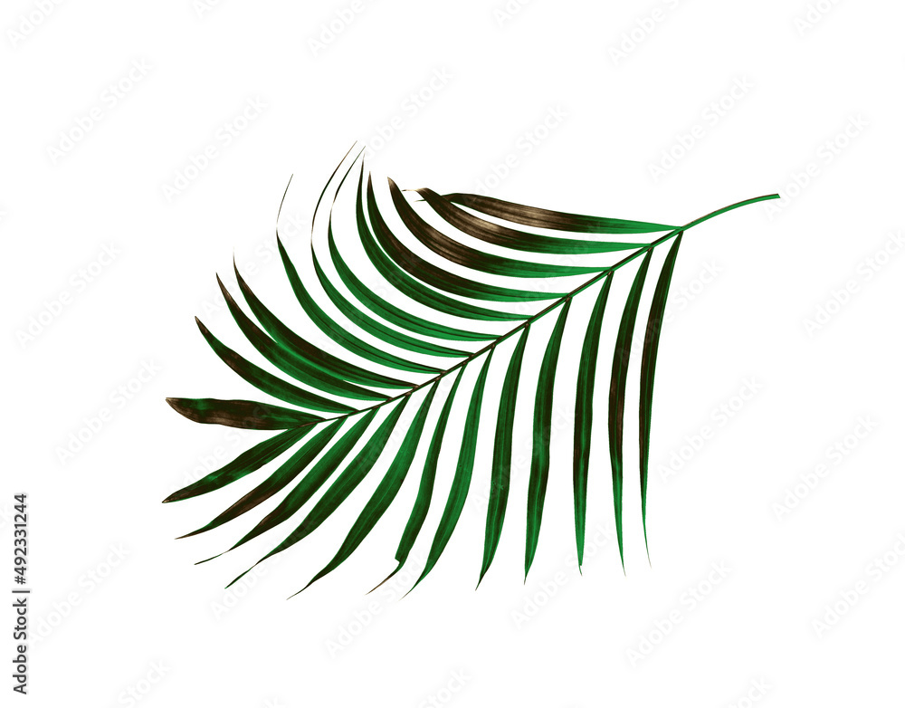 Fototapeta premium Green leaf of palm tree isolated on white background
