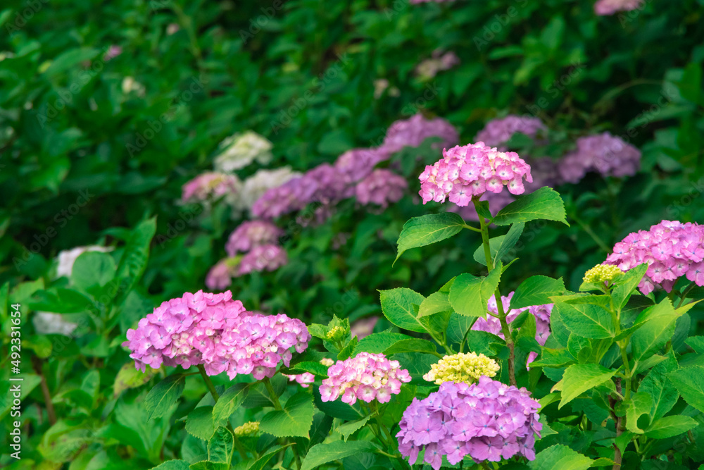 権現堂の紫陽花 権現堂の紫陽花
