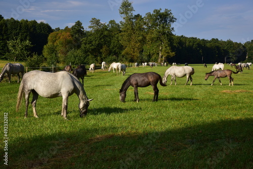 Pastures and paddocks for horses of the National Stud at Kladruby nad Labem photo