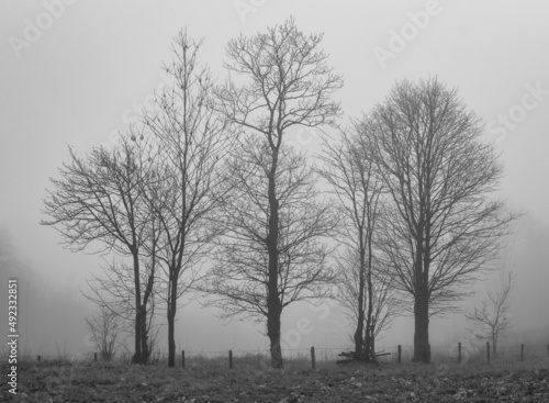 Tree in the mist