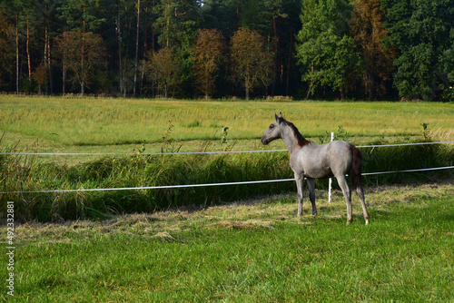 Pastures and paddocks for horses of the National Stud at Kladruby nad Labem
