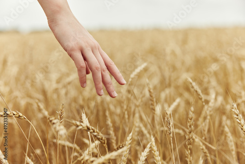 Image of spikelets in hands spikelets of wheat harvesting organic sunny day