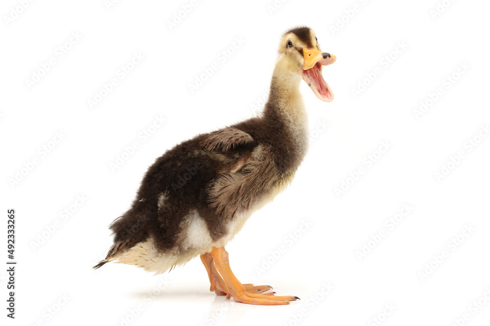 baby duck isolated on white baby duck isolated on white